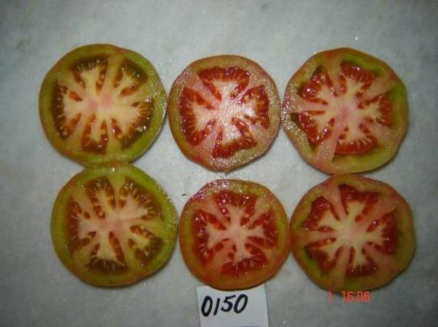 Indeterminate Round tomato 85-052 p2